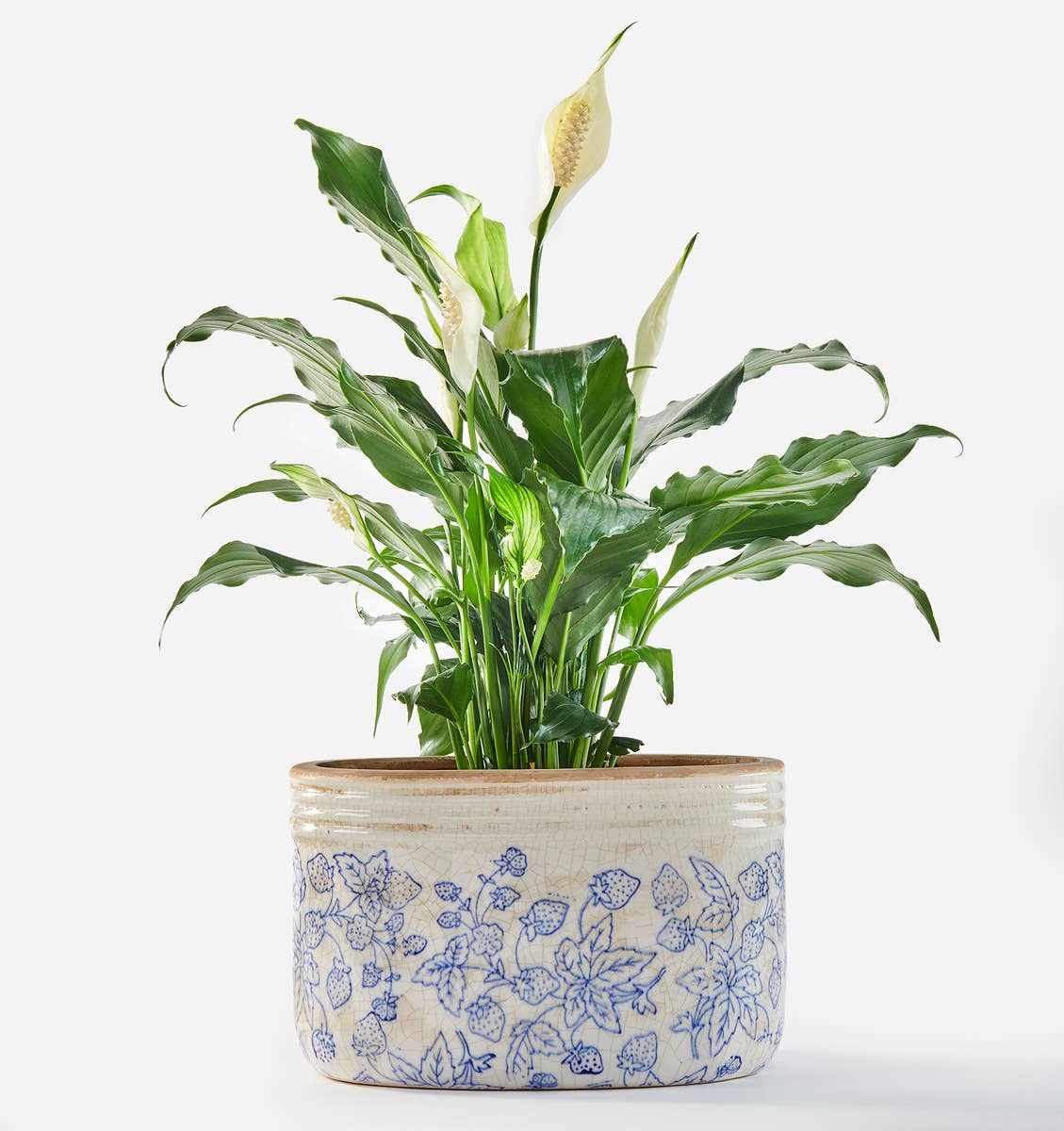 Maison - Stoneware Oval Botanical Planter - Large