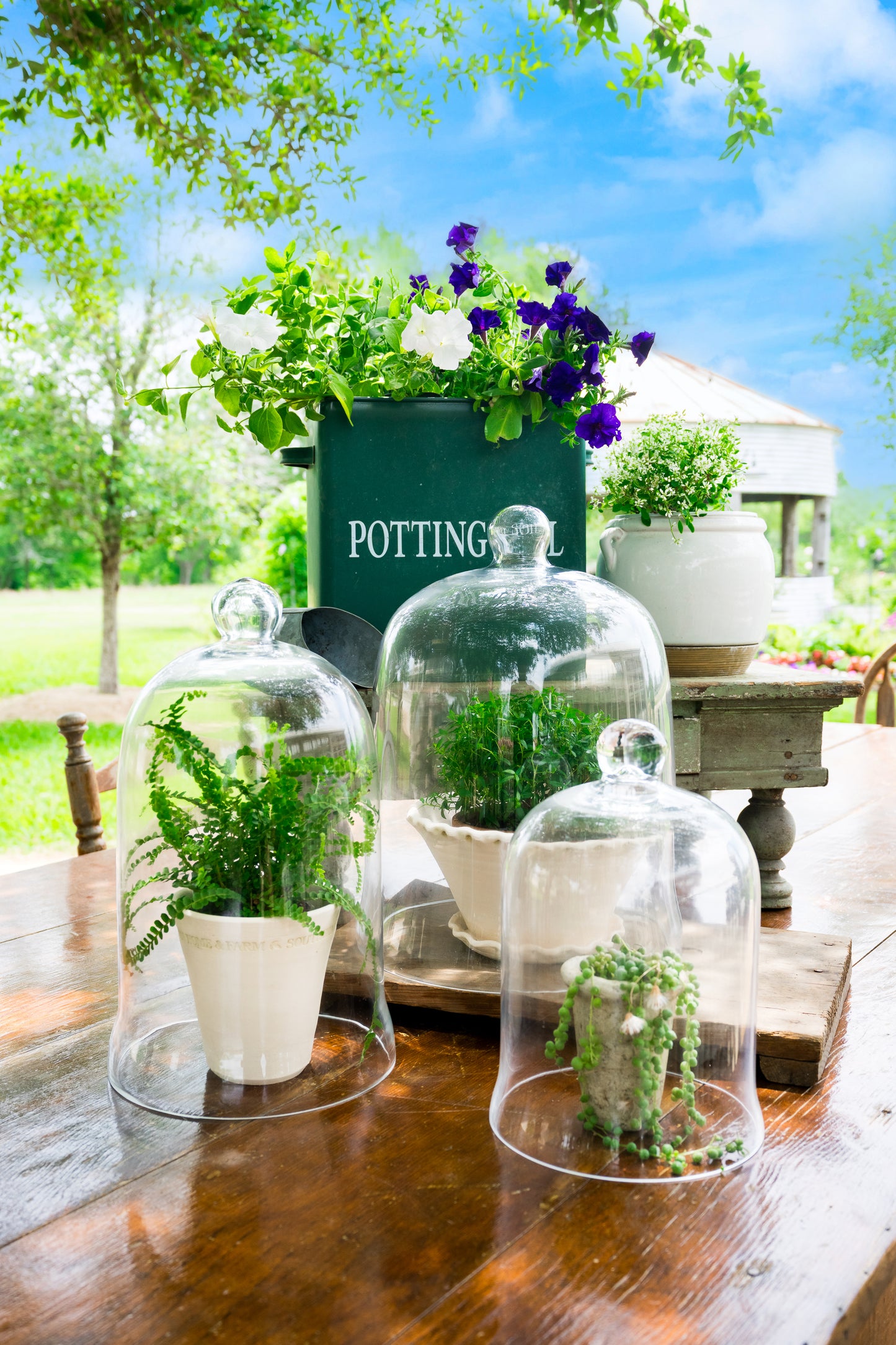 Bell Glass Garden Cloche