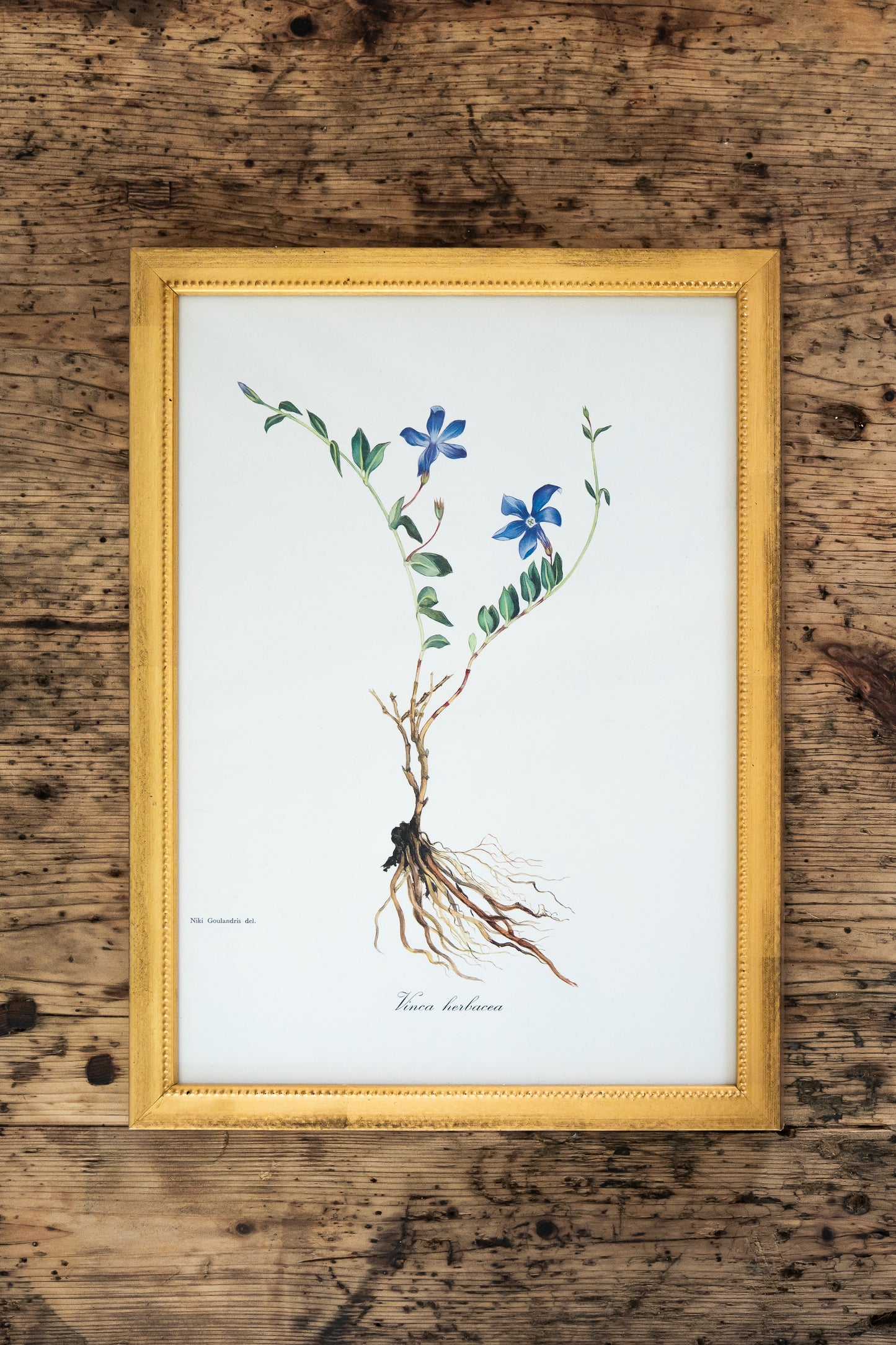 Vintage Botanical Prints - 18 Varieties