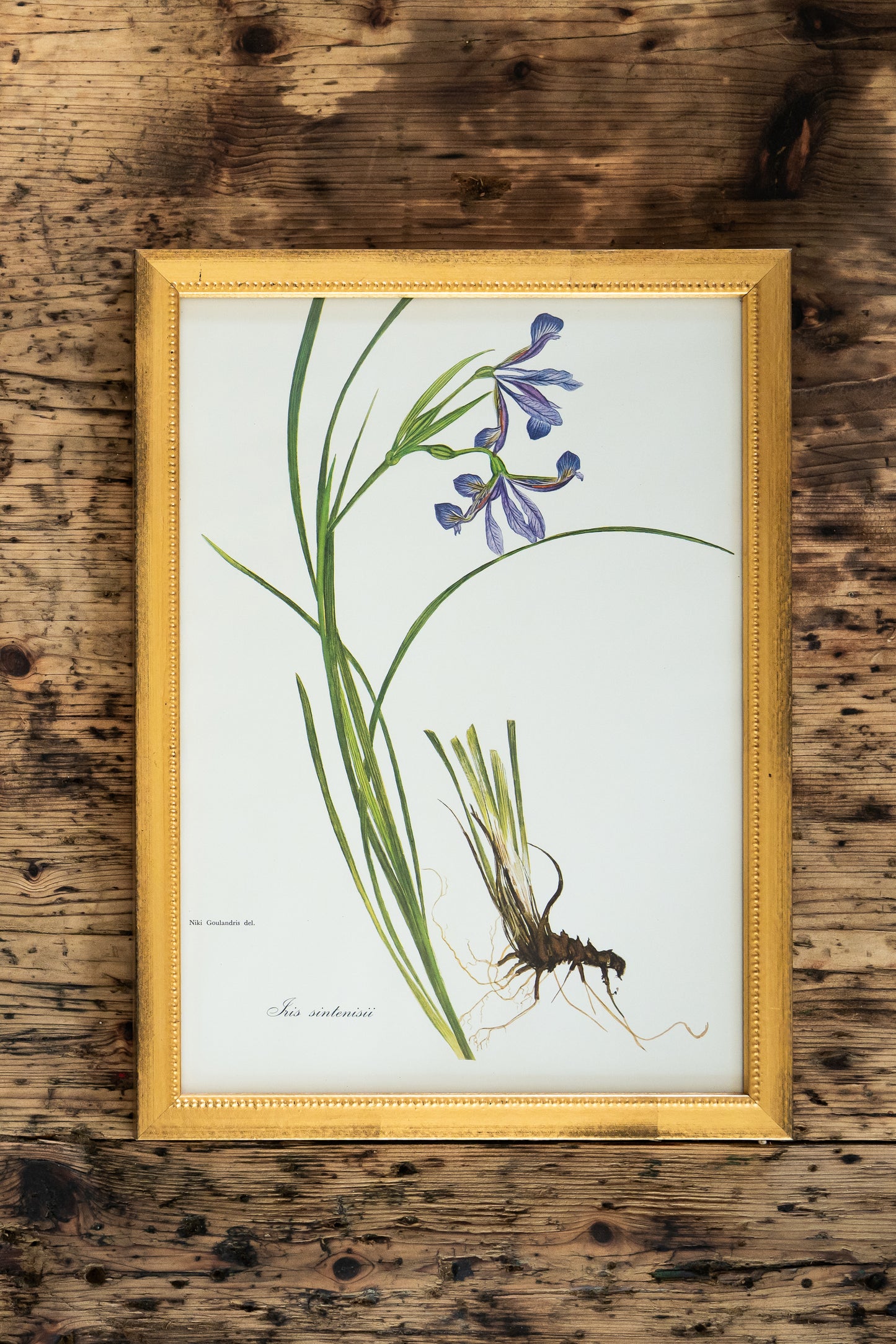 Vintage Botanical Prints - 18 Varieties