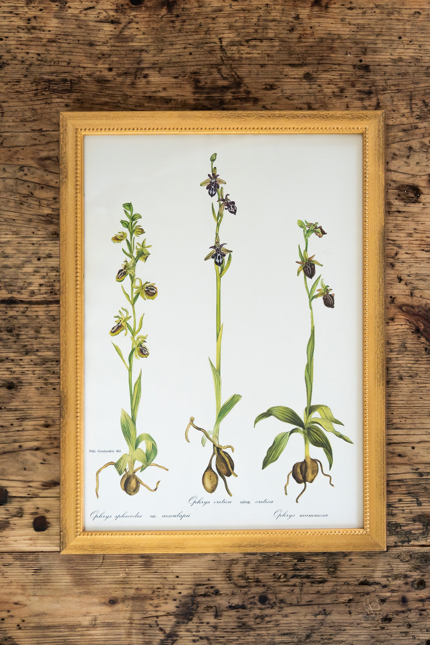 Vintage Botanical Prints - 18 Varieties