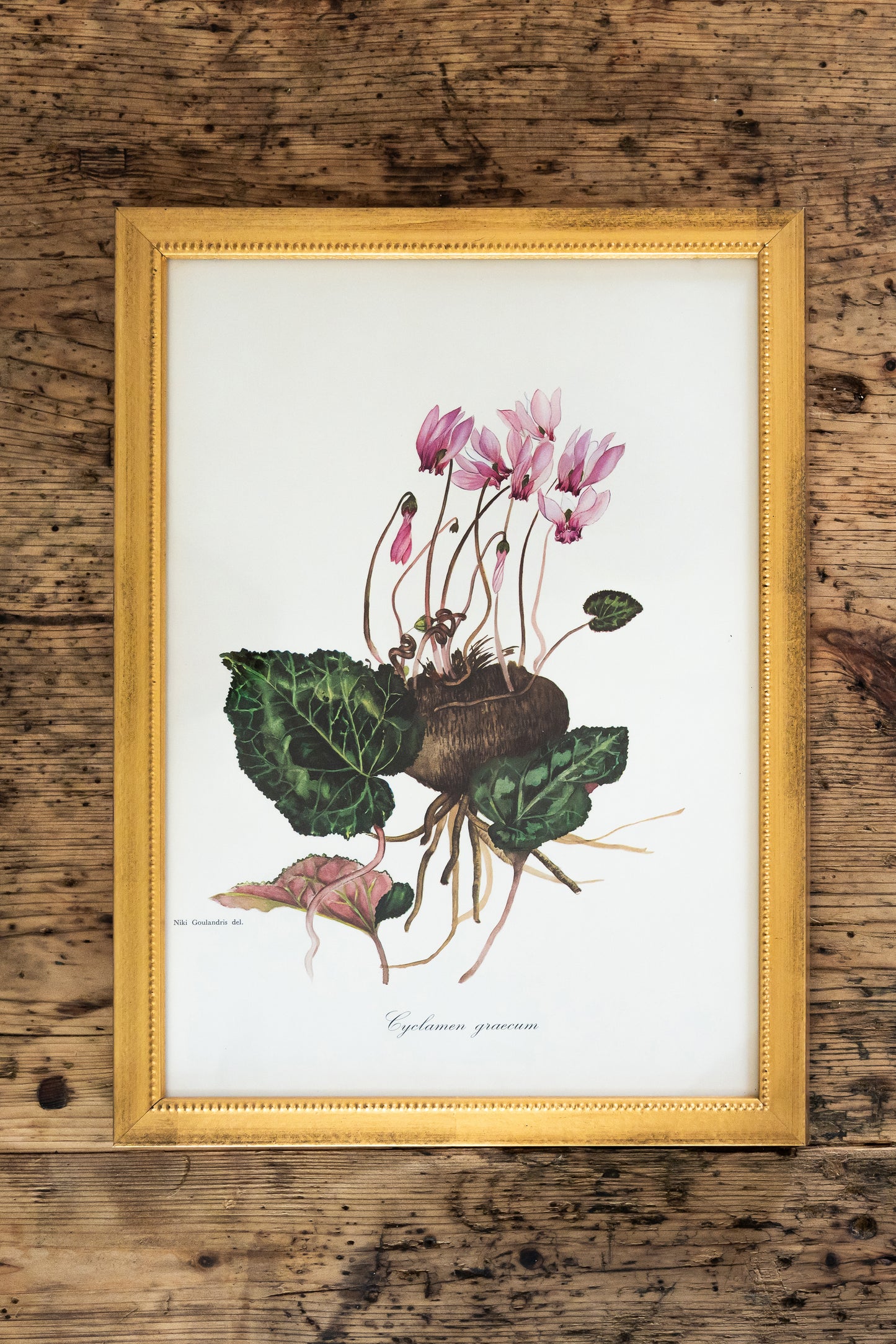 Vintage Botanical Prints - 18 Varieties