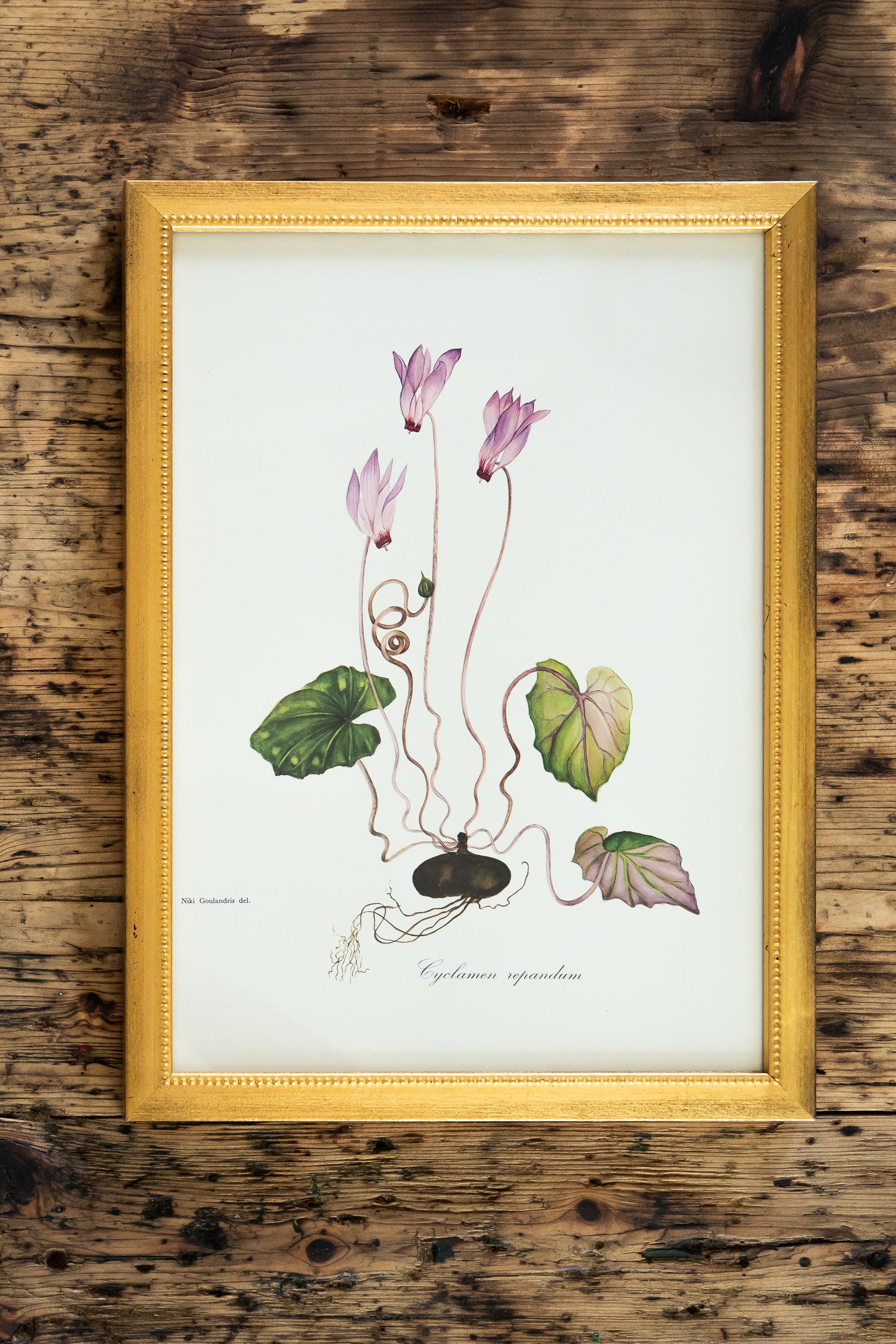 Vintage Botanical Prints - 18 Varieties