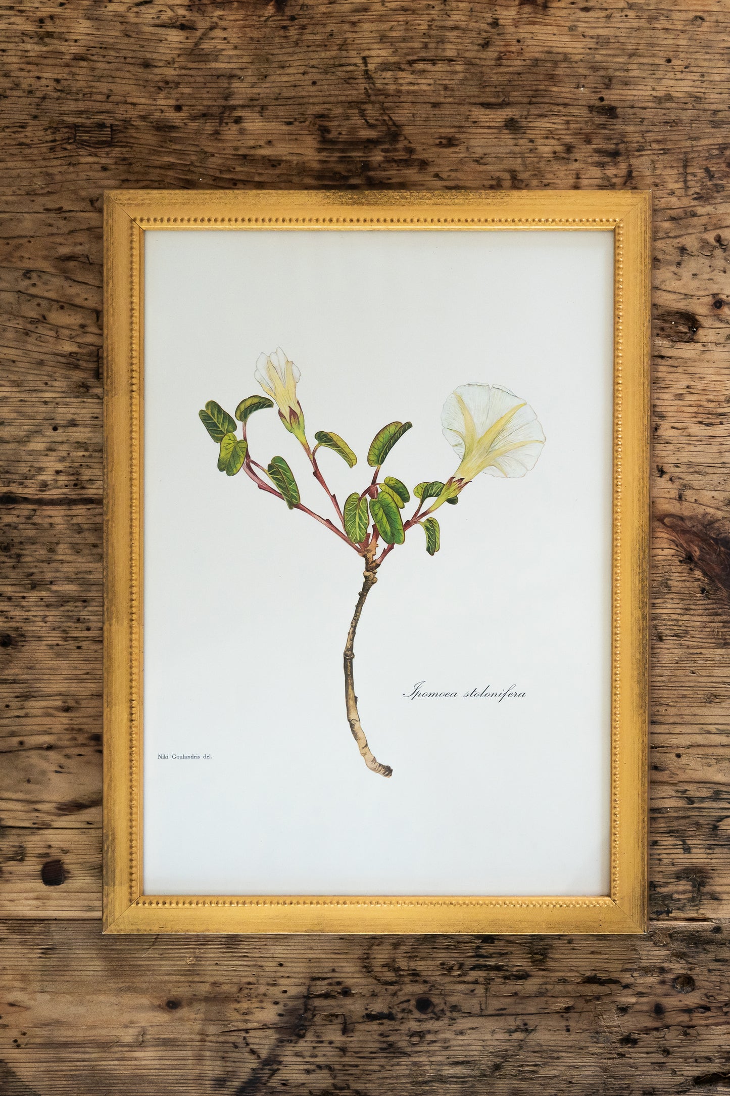 Vintage Botanical Prints - 18 Varieties