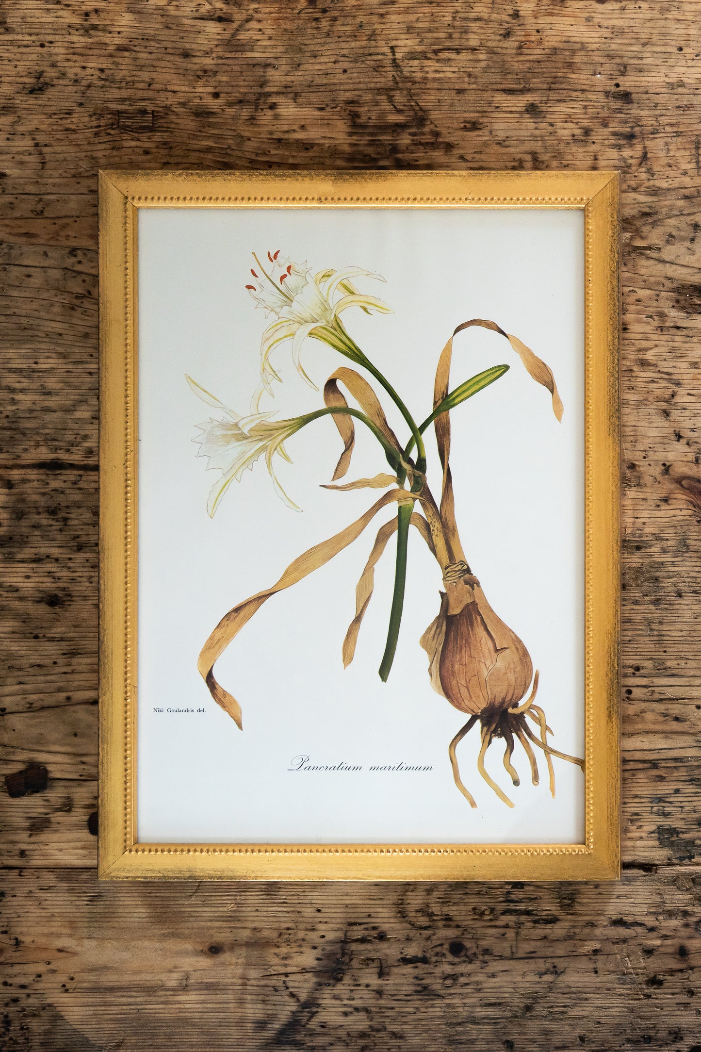 Vintage Botanical Prints - 18 Varieties