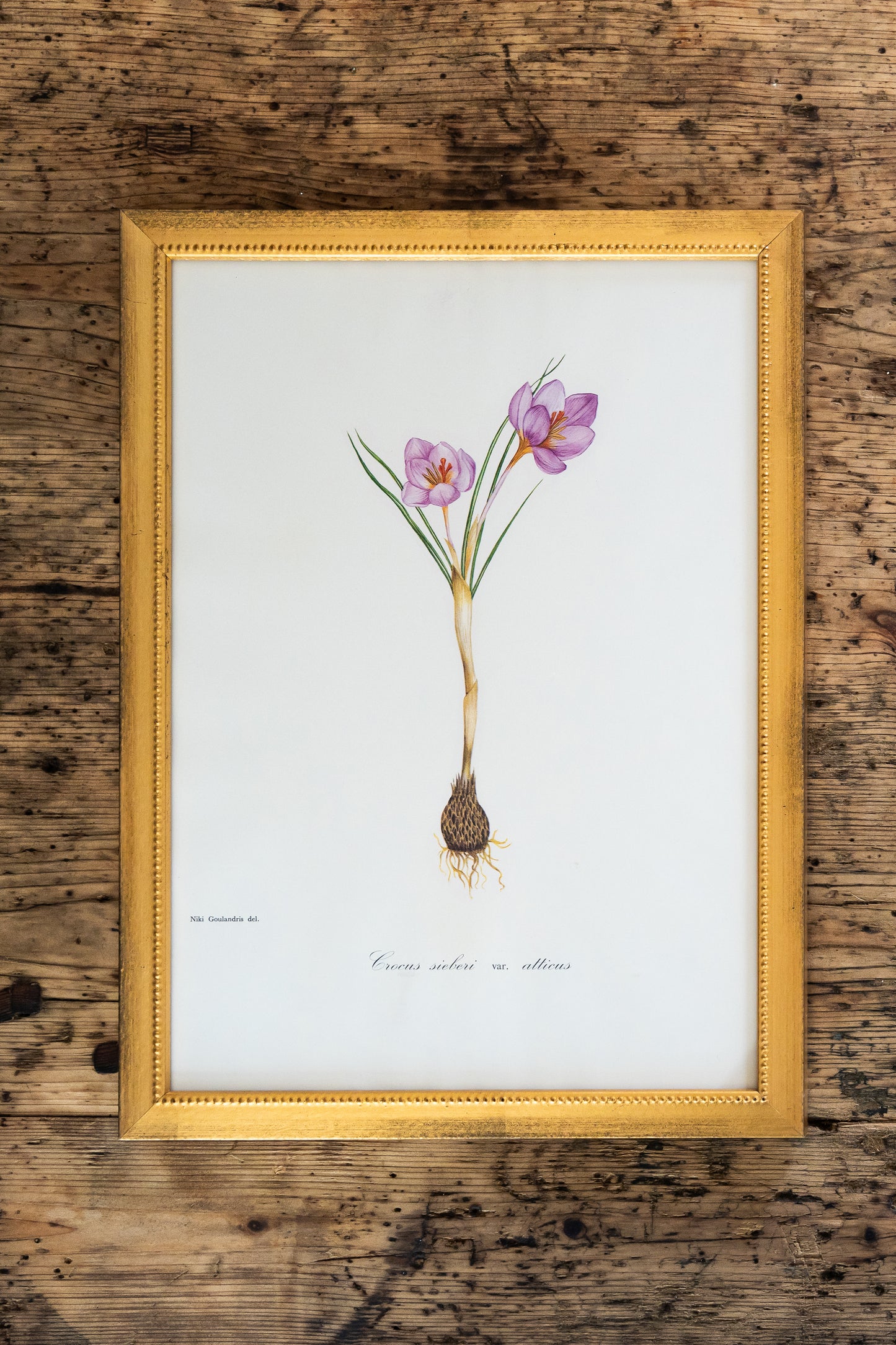 Vintage Botanical Prints - 18 Varieties