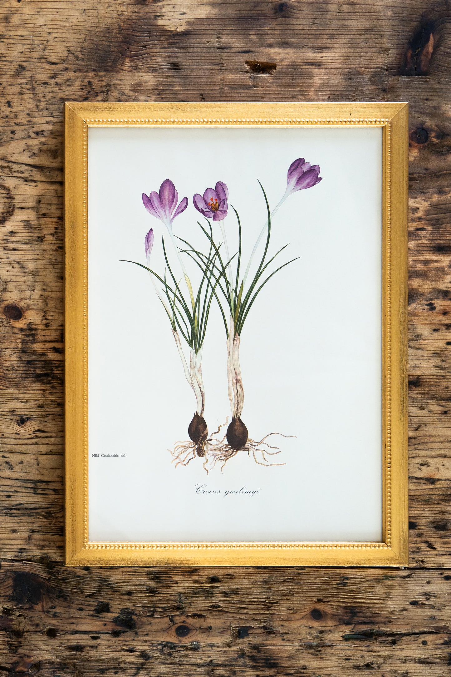 Vintage Botanical Prints - 18 Varieties