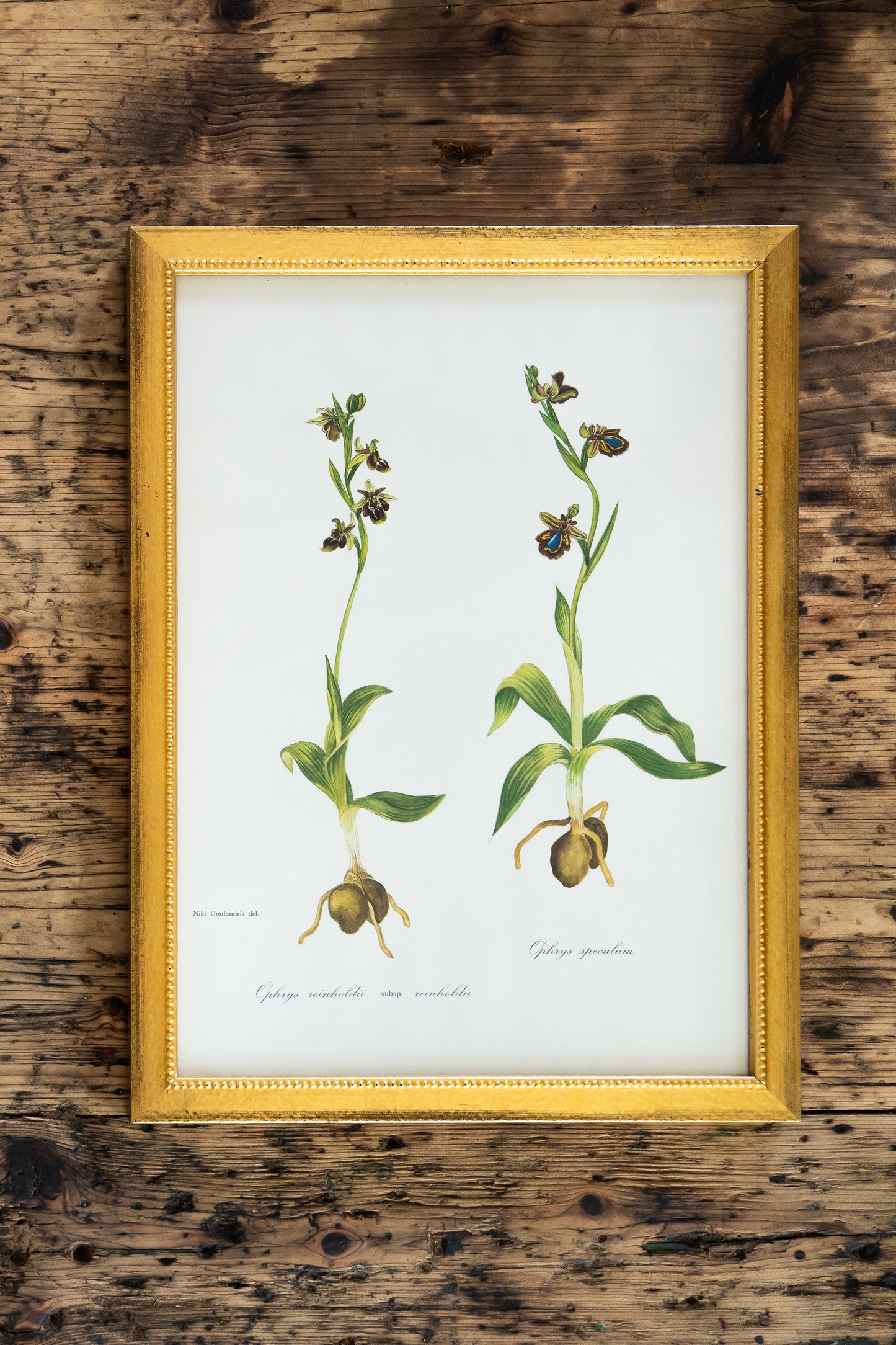 Vintage Botanical Prints - 18 Varieties