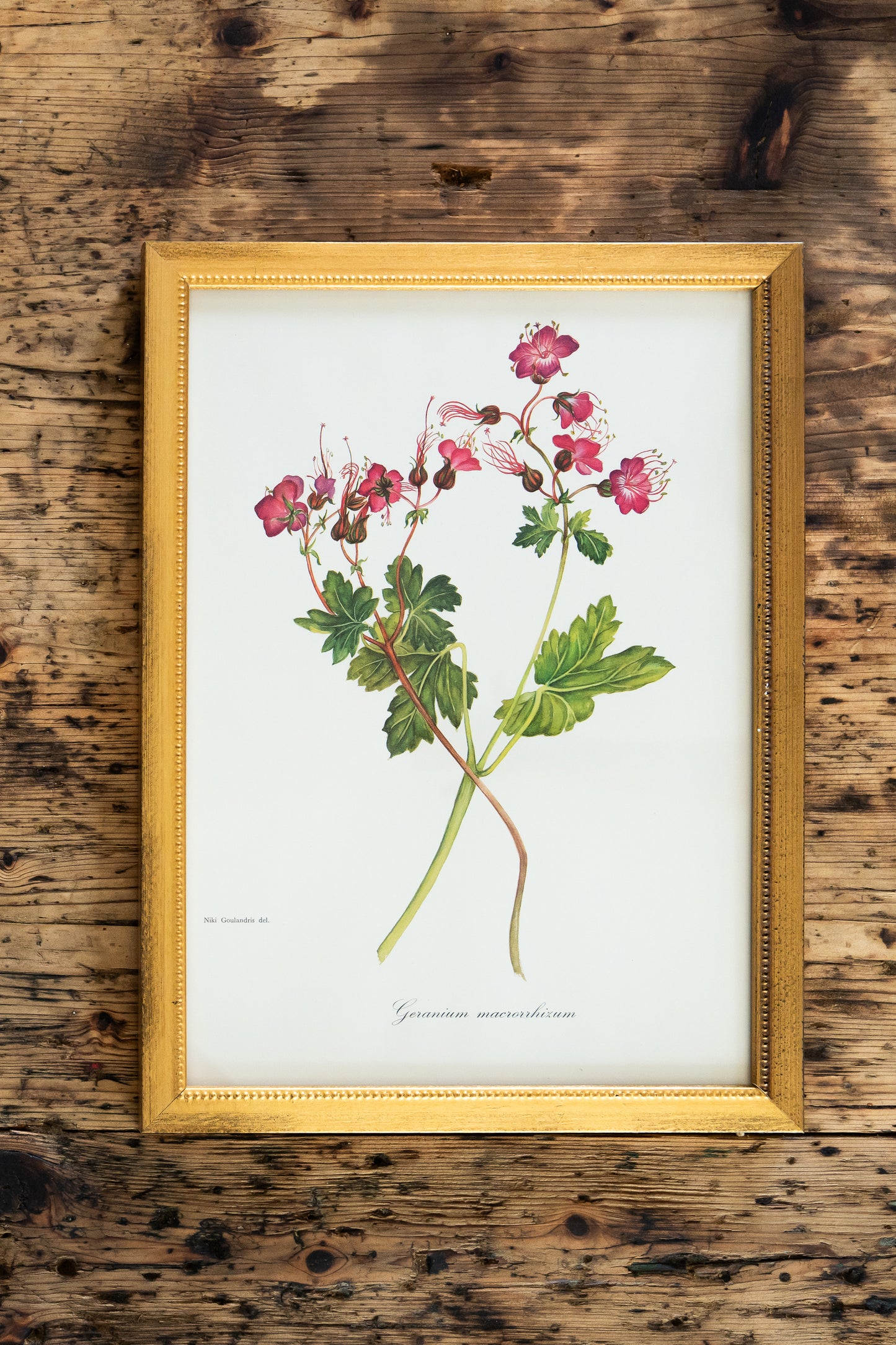 Vintage Botanical Prints - 18 Varieties