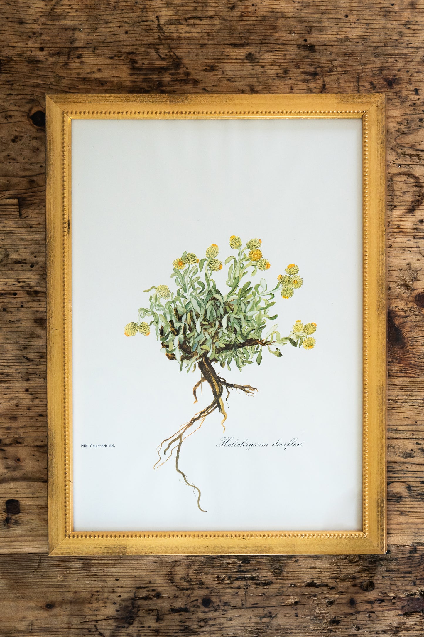 Vintage Botanical Prints - 18 Varieties