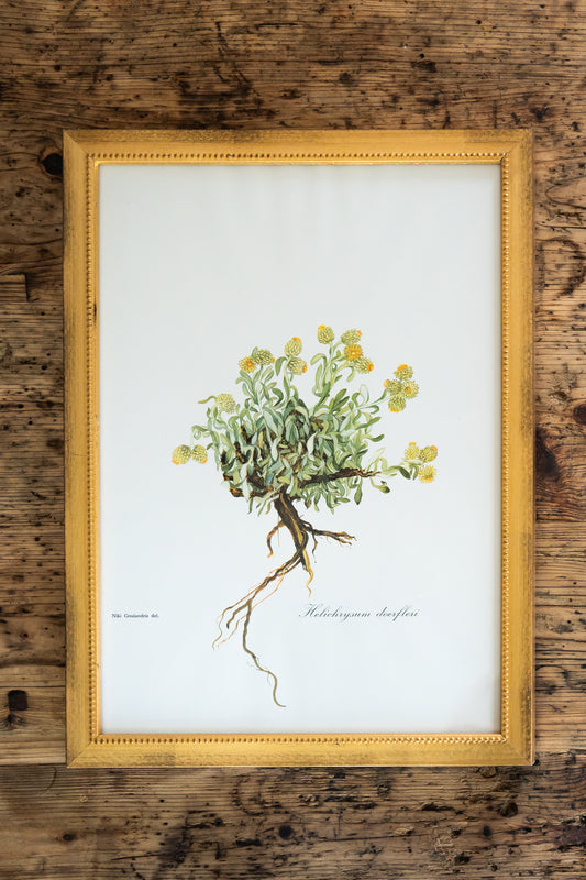 Vintage Botanical Prints - 18 Varieties