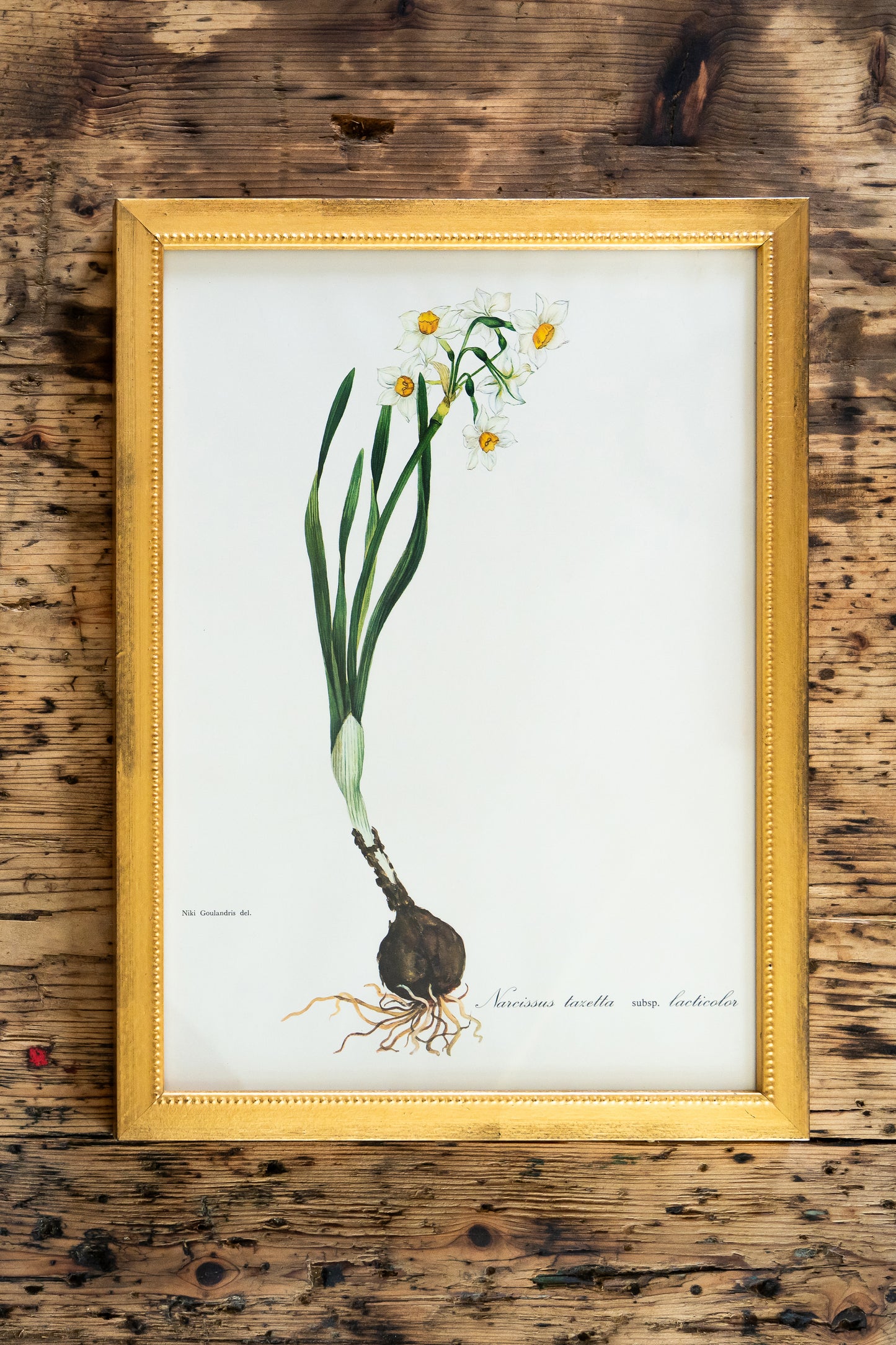 Vintage Botanical Prints - 18 Varieties