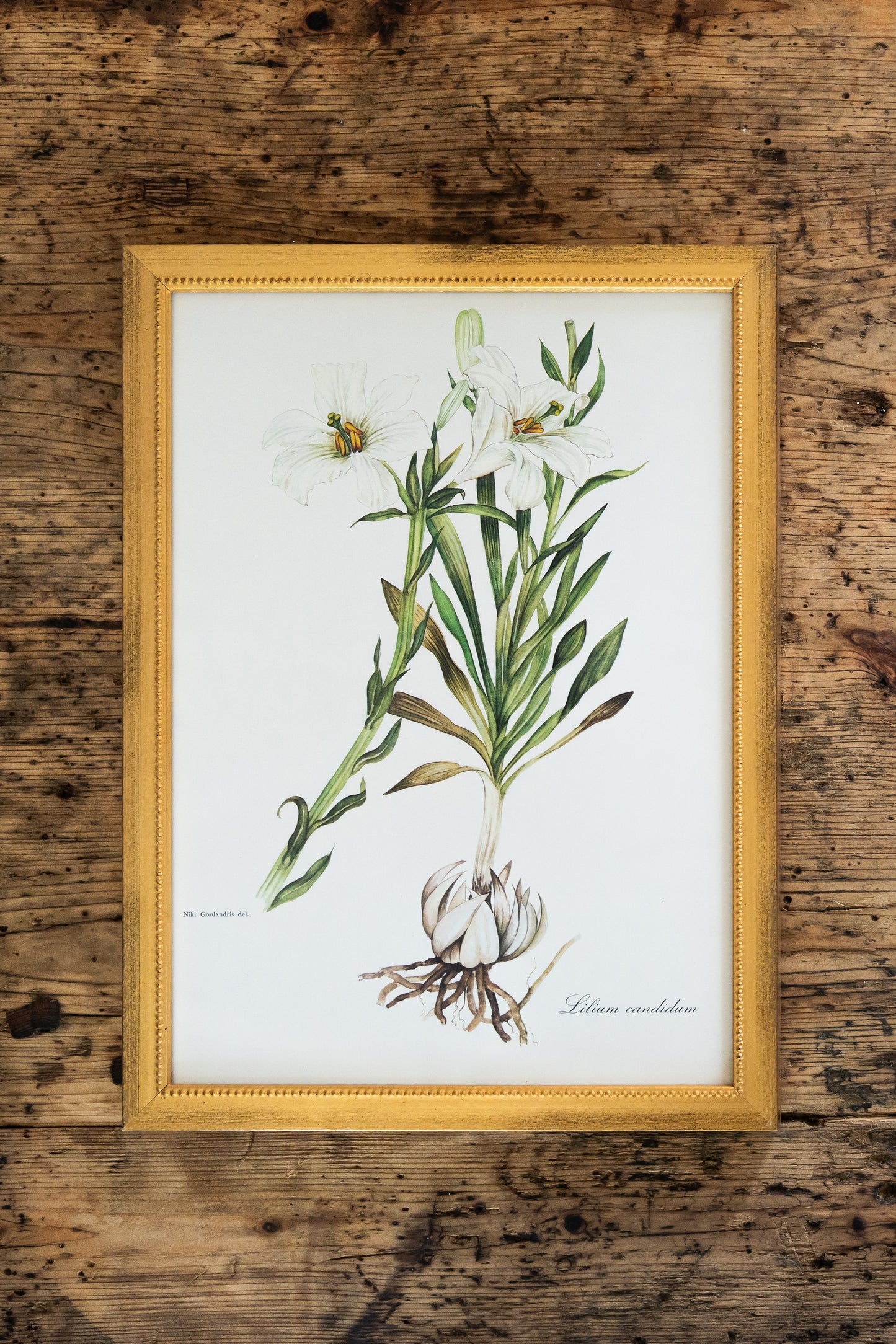 Vintage Botanical Prints - 18 Varieties