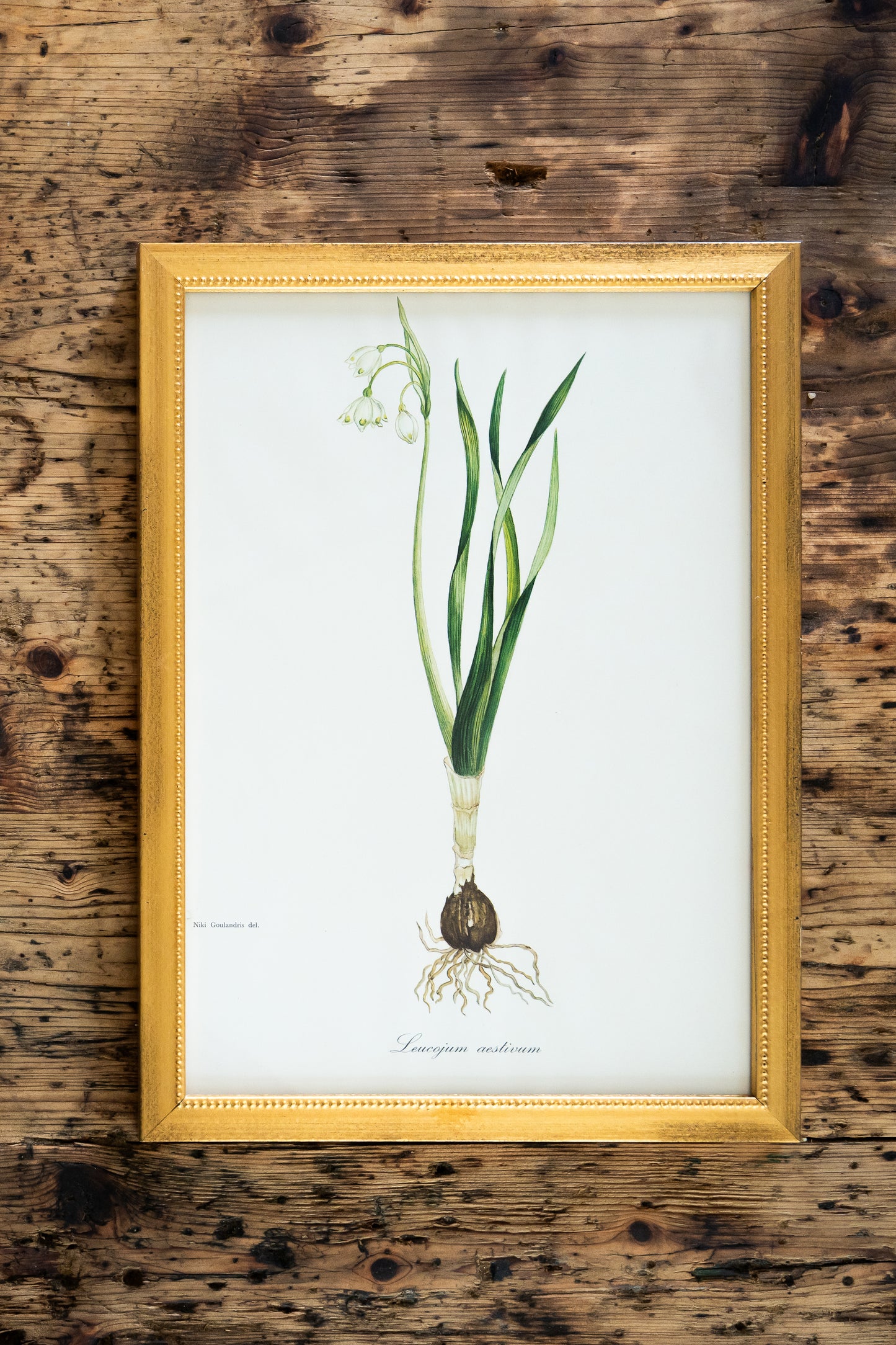 Vintage Botanical Prints - 18 Varieties