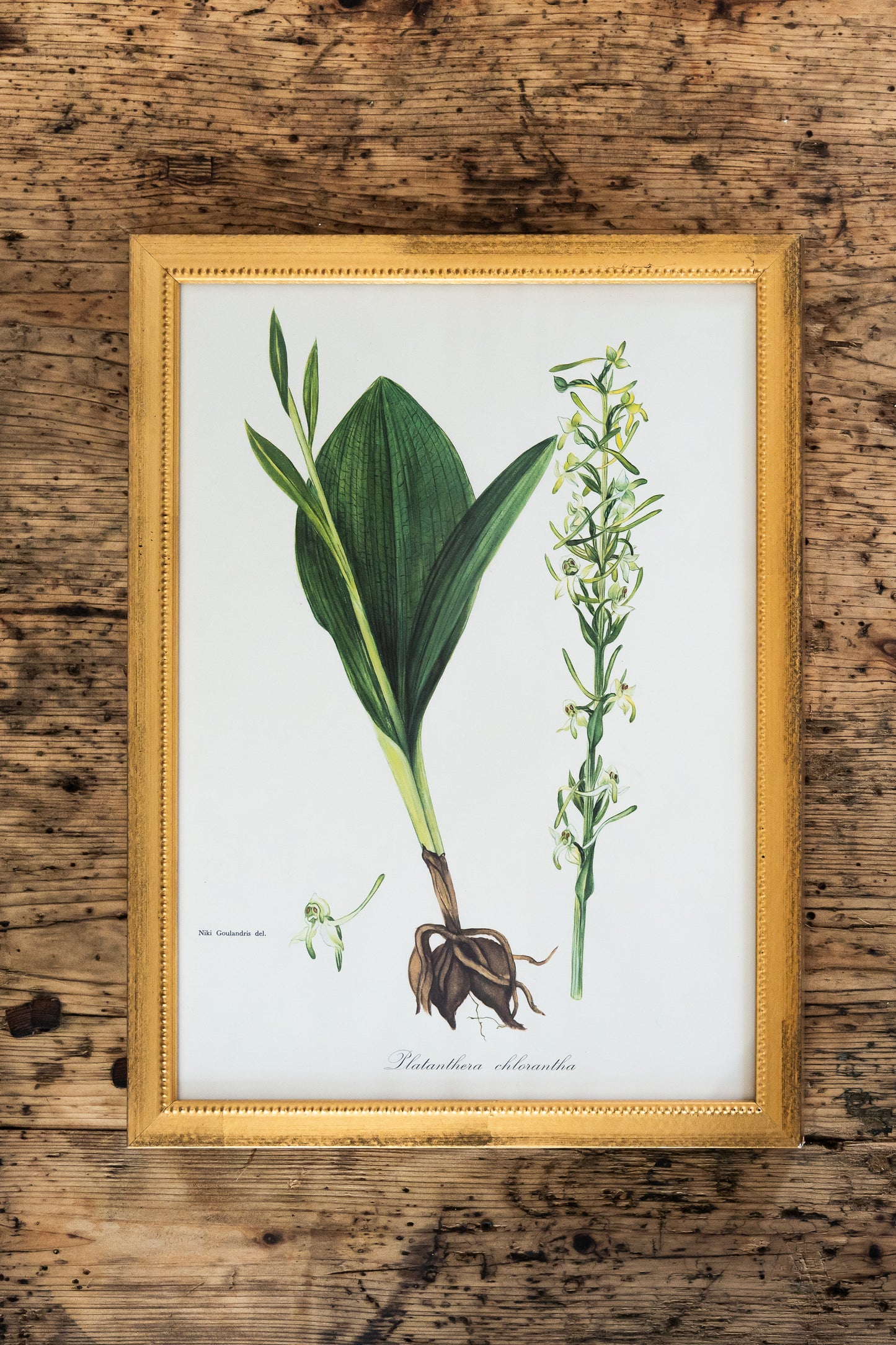 Vintage Botanical Prints - 18 Varieties