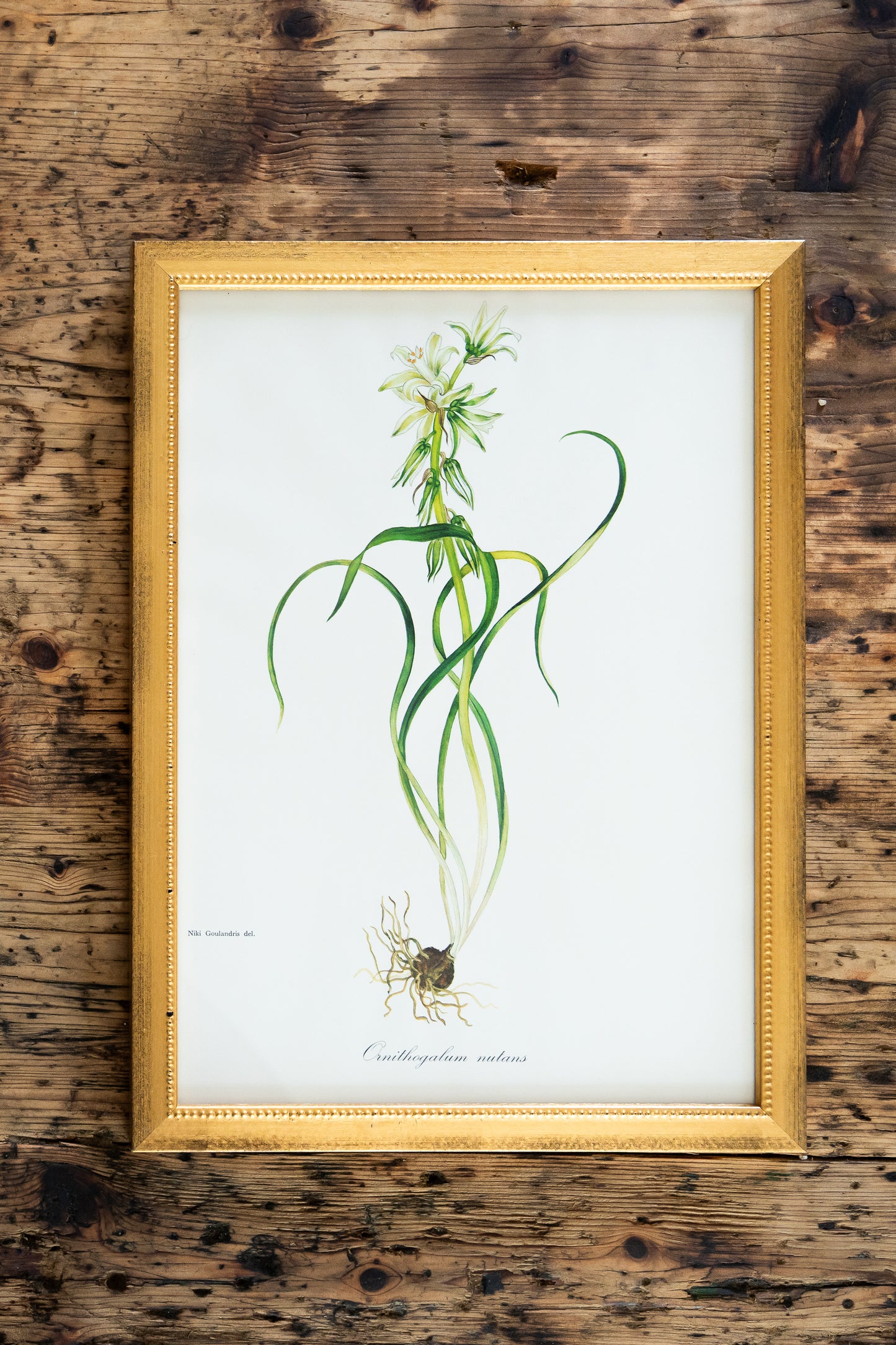 Vintage Botanical Prints - 18 Varieties