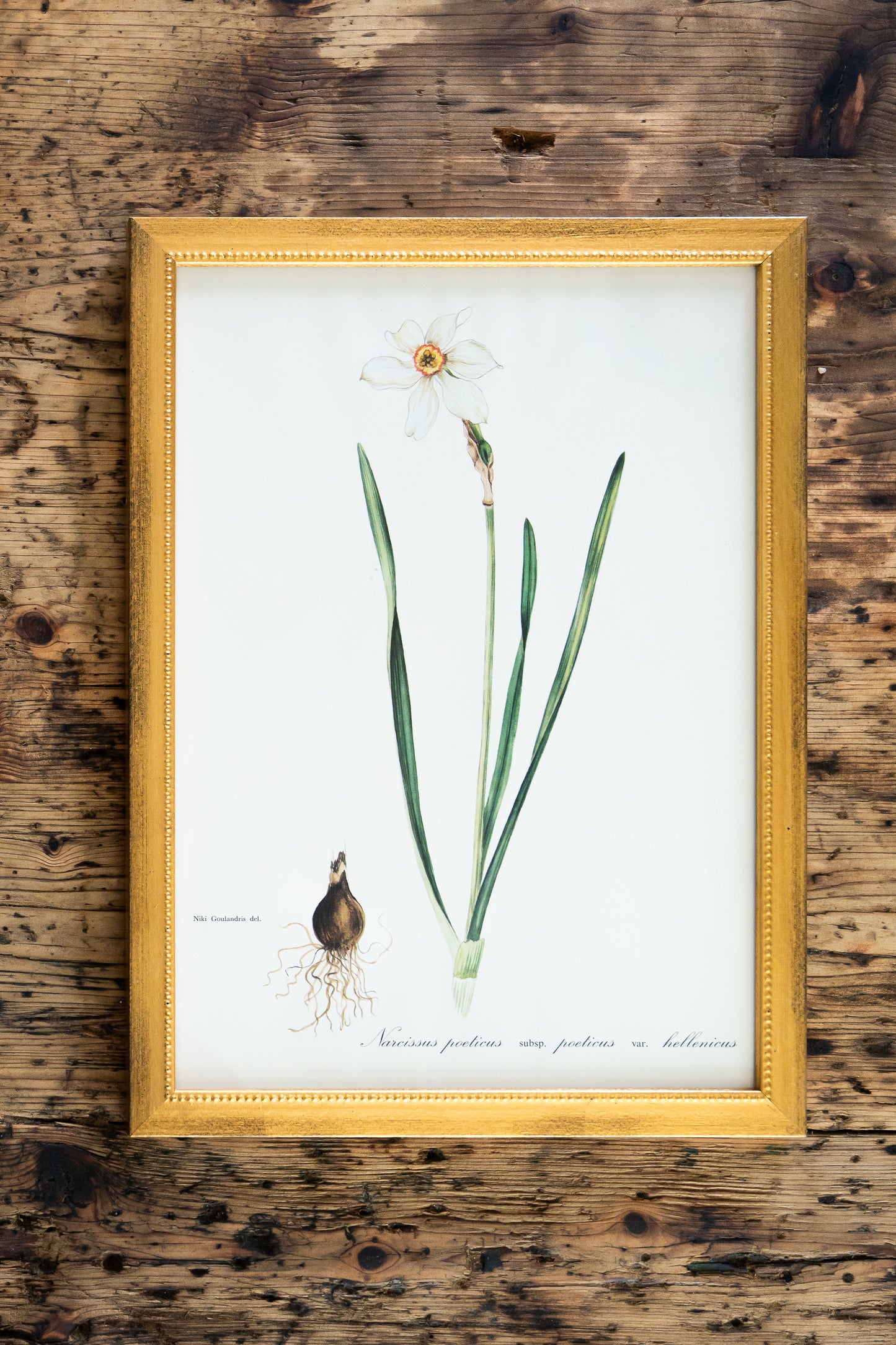 Vintage Botanical Prints - 18 Varieties